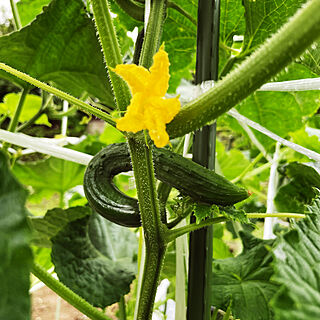 きゅうり/趣味を楽しむ/家庭菜園初心者/収穫しました/野菜作り始めました...などのインテリア実例 - 2021-06-26 20:23:55