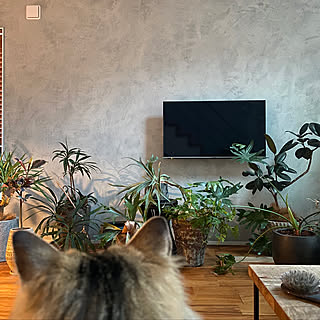 観葉植物/猫と暮らす家/塗装壁/植物と猫/猫との暮らし...などのインテリア実例 - 2020-03-22 14:55:49