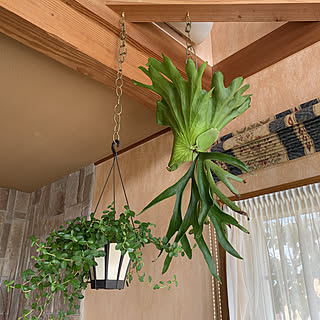 吊るし観葉植物/壁/天井のインテリア実例 - 2019-09-03 15:03:28