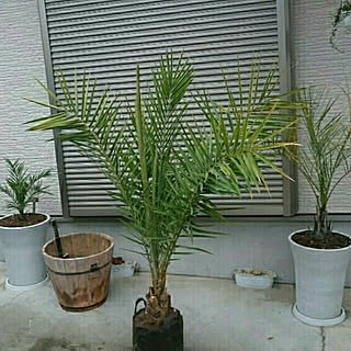 玄関/入り口/やしの木を植えたい/ヤシ/建売住宅/ヤシの木がある暮らし...などのインテリア実例 - 2019-04-07 21:15:57