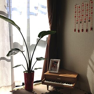 部屋全体/観葉植物/ピアノ/おもちゃのインテリア実例 - 2012-10-11 15:30:35