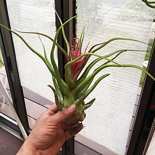 部屋全体/Tillandsia Rex/Rex/NO GREEN NO LIFE/tillandsia...などのインテリア実例 - 2016-05-11 13:56:40