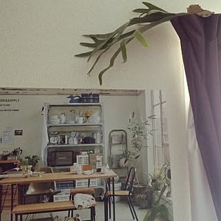 部屋全体/コウモリランS/いなざうるす屋さん/NO GREEN NO LIFE/みどりの雑貨屋さん...などのインテリア実例 - 2016-06-27 09:09:38