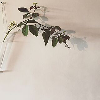 壁/天井/植物/花/影を愉しむ/影...などのインテリア実例 - 2017-07-14 08:20:02