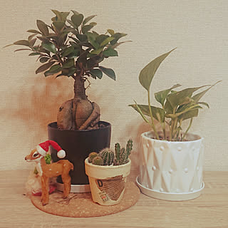 棚/観葉植物のある暮らし/観葉植物/DIY/クリスマス...などのインテリア実例 - 2020-11-19 01:52:41