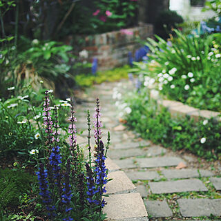 部屋全体/暮らしを楽しむ/植物のある暮らし/ガーデニング/庭のある暮らし...などのインテリア実例 - 2020-05-03 15:05:24