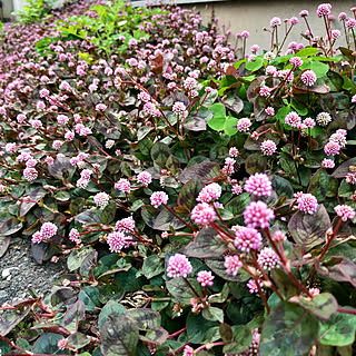 ピンクのお花 雑草の花のインテリア実例 Roomclip ルームクリップ