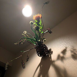 吊り花/ダウンライト/植物のある暮らし/生け花のある暮らし/照明...などのインテリア実例 - 2019-06-16 16:07:31