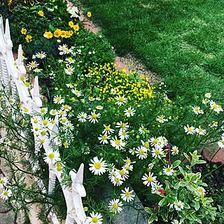 庭 ジャーマンカモミールのおしゃれなインテリアコーディネート レイアウトの実例 Roomclip ルームクリップ