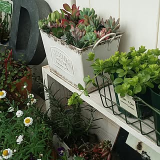 部屋全体/自己満足(￣^￣)ゞ/賃貸でも楽しく♪/せまいせまいベランダで。/植物のある暮らし...などのインテリア実例 - 2017-02-19 10:00:25