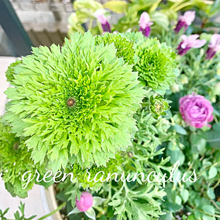 いってきます⁎ᵕᴗᵕ⁎ฅ͒͒͒͒/green ranunculus☆/今日は☀︎/4月5日☆/ᵍᵒᵒᵈ ᵐᵒʳᐢⁱᐢᵍ ⛅...などのインテリア実例 - 2019-04-05 08:32:29