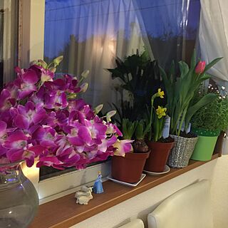 リビング/Flowers/Flower Base/window/greenのインテリア実例 - 2016-01-30 02:12:10