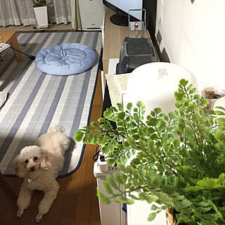 リビング/アロマ♡/IKEAフェイク/犬と暮らす/植物のある暮らし...などのインテリア実例 - 2018-09-02 20:36:28