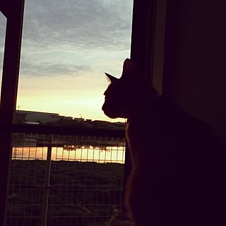 シルエット/夕陽が見える部屋/池が見える/猫のいる暮らし/猫大好き...などのインテリア実例 - 2017-03-27 13:41:28