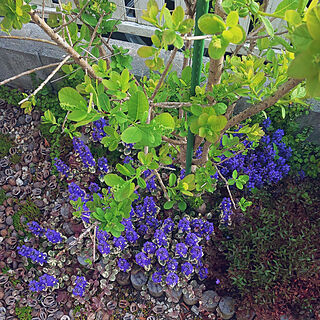 ガーデニング/植物のある暮らし/てづくりの庭/庭/手作り花壇...などのインテリア実例 - 2020-05-05 22:11:29