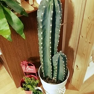 部屋全体/サボちゃん❤/観葉植物/団地住まい/いいね♪いつもありがとうございます❤️...などのインテリア実例 - 2015-10-04 00:04:02