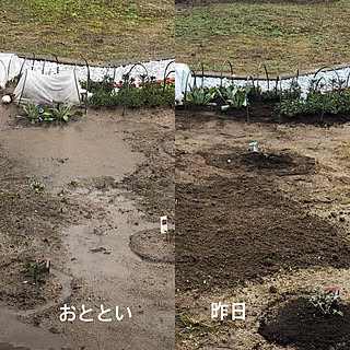 庭の花達♡/庭/雨漏りが…/屋根/部屋全体のインテリア実例 - 2018-01-19 11:20:00