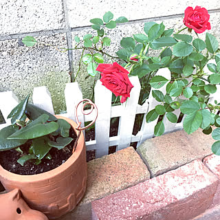 ミニバラ/花のある暮らし/なめくじ退治/銅線スティック/観葉植物...などのインテリア実例 - 2020-05-24 17:13:45