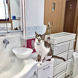 水をねだる猫/猫のいる日常/バス/トイレのインテリア実例 - 2022-05-15 08:25:23