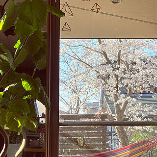 今年も桜が咲きました/庭の桜/全身鏡/ウンベラータ/植物...などのインテリア実例 - 2023-04-02 16:06:18