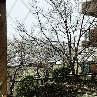 玄関/入り口/お家じゃないけど/お家から見える風景/桜/桜と雪のインテリア実例 - 2018-03-22 00:51:23