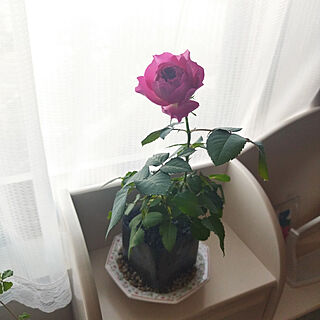 机/こどもと暮らす。/薔薇/日常に感謝❤/マンションだけど、庭...などのインテリア実例 - 2023-01-07 09:25:39