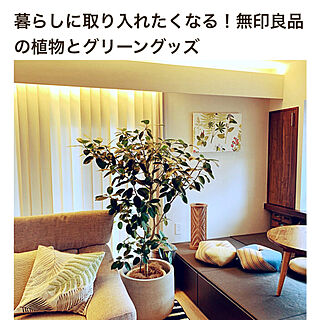 フランスゴムの木/roomclipに感謝/無印良品の観葉植物/観葉植物のある暮らし/無印良品のグリーン...などのインテリア実例 - 2022-07-12 09:17:52