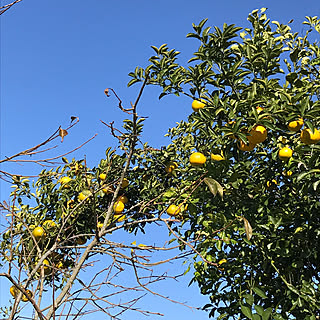 部屋全体/癒し/畑/家庭菜園/RCの出会いに感謝しています♡...などのインテリア実例 - 2023-11-28 11:42:51