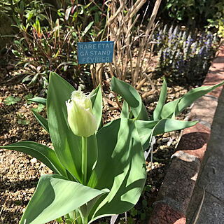 キッチンではありませんが…。/花のある暮らし+..・* ❁/チューリップ♡/見て頂き感謝です♪/NO GREEN NO LIFE...などのインテリア実例 - 2023-03-29 10:16:41