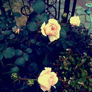 玄関/入り口/ガーデン/ガーデンニング/植物/薔薇のインテリア実例 - 2016-05-17 11:20:14