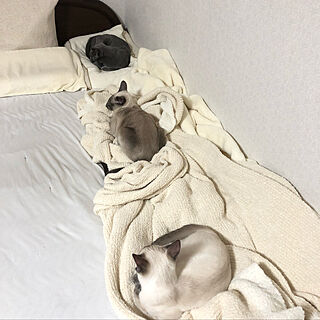 ベッド周り/ねこのいる日常/猫のいる生活/シンプル/無印良品...などのインテリア実例 - 2019-03-04 09:21:17