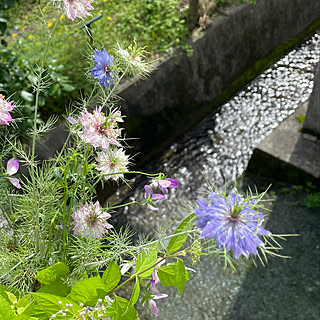 クロタネソウ/野の花が好き/ニゲラ/裏階段/洗濯干場...などのインテリア実例 - 2021-05-22 11:25:57