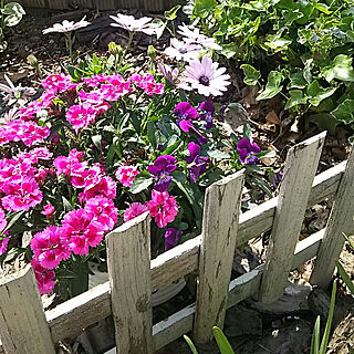 庭/お花のある暮らし/ガーデニング/観葉植物/花のある暮らし...などのインテリア実例 - 2018-04-11 10:32:18