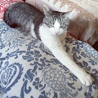 ベッド周り/整体枕/ベロアタオル/ZARA HOME/猫のインテリア実例 - 2016-01-15 10:45:23