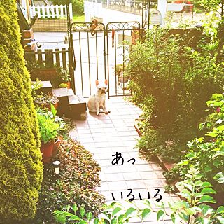 玄関/入り口/ガーデ二ング/庭/愛犬/フレンチブルドックのインテリア実例 - 2014-06-17 10:29:57