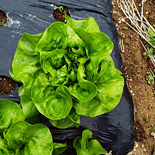 家庭菜園/自分で育てて食べる野菜は最高/サラダ菜のインテリア実例 - 2022-05-21 20:59:25