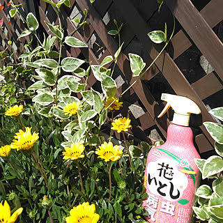 アブラムシ対策のインテリア実例 Roomclip ルームクリップ