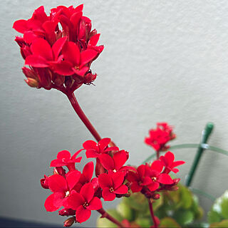 成長中/赤い花/花/ベランダ/一人暮らし...などのインテリア実例 - 2021-03-09 12:39:18