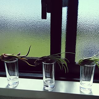 エアプランツ/植物/チランジア/同じものを並べたいのインテリア実例 - 2014-06-14 14:28:45