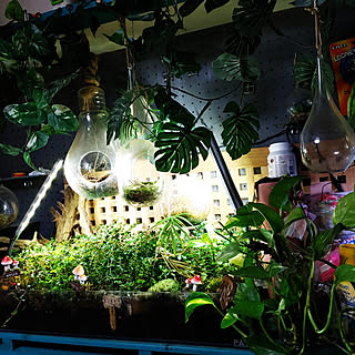 棚/観葉植物のある部屋/いつもいいねありがとうございます♡/観葉植物/ジャングル...などのインテリア実例 - 2021-05-24 22:34:18