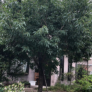 シンボルツリー/庭/どんぐりの木のインテリア実例 - 2021-06-03 09:46:44