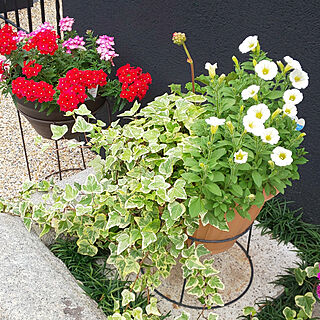 玄関/入り口/植物が好き/庭の花/花が好き/植物のある暮らし...などのインテリア実例 - 2021-05-09 16:14:04