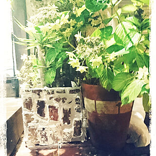 部屋全体/グリーンのある暮らし/木箱DIY/植物/お花...などのインテリア実例 - 2017-08-08 04:34:13