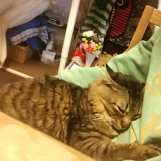 ベッド周り/カメラマークだらけ…/階段下はぷりんさん部屋♡/迷い猫から家族の一員へ♡/猫と暮らす家...などのインテリア実例 - 2017-11-19 21:35:20