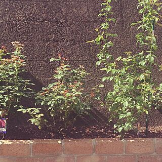 壁/天井/庭の花壇/DIY/薔薇のインテリア実例 - 2015-08-23 10:39:06
