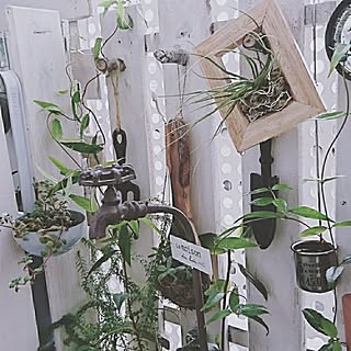 玄関/入り口/100均/100均リメイク/植物のある暮らし/植物と暮らす...などのインテリア実例 - 2017-06-25 18:22:03