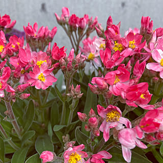 花の名前忘れた(^^;;/癒し/はなのある暮らし/趣味/花壇の花...などのインテリア実例 - 2022-02-23 17:58:48