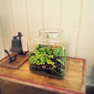 棚/植物/雑貨/アンティーク/DIY...などのインテリア実例 - 2014-05-13 09:05:13