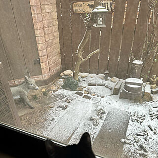 ねこと暮らす/猫/好きな風景/人口木/雪...などのインテリア実例 - 2023-02-10 10:08:52