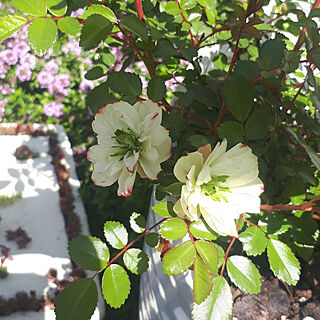 部屋全体/グリーンアイス/4月の庭/お庭のお花♡/しょくぶつのある暮らし...などのインテリア実例 - 2021-04-09 11:34:01